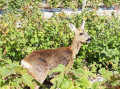 Rencontre surprise au milieu des cassissiers