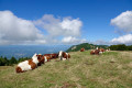 Creux de Lachat et belvédères depuis Montagny Creux de Lachat et belvédères depuis Montagny
