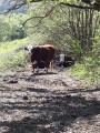 De Corenc au Col de Vence