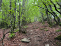 Retour dans la for&ecirc;t.
