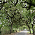 Retour dans le centre de Villandry, sous une voûte d'arbres