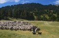 Retour des paturages