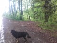 Retour en forêt