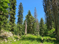 Retour par la forêt