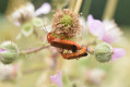 Rhagonycha fulva