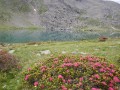 Rhododendron au Lac Serpent