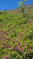 Rhododendrons en fleurs et géraniums sauvages Rhododendrons en fleurs et géraniums sauvages