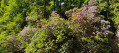 Rhododendrons le long des cascades.