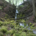 River Yealm waterfall in Dendle's Wood