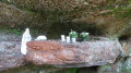 Roche de la Vièrge