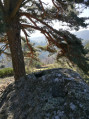 Roche des gaulois Roche des gaulois