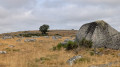 Roche et prairie de l'Aubrac