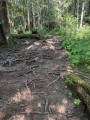 Rooty Path