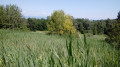 Roselière