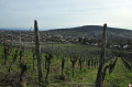 Rosheim et son vignoble