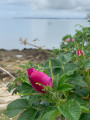 roses de bord de mer