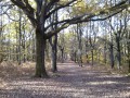 La Forêt de la Roche Turpin