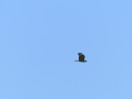 Rapace en vol