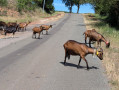 Route de La Braunhe