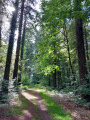 La Forêt de Carnoët à travers les âges