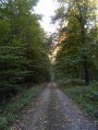 The forest and ponds of Saint-Hellier