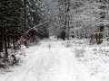 Route forestière du Loup