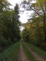 Route forestière