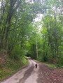 Route forestière