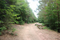 Route forestière