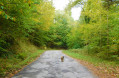 Route goudronnée