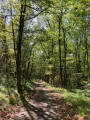Route ombragée après le camping