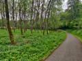 Route pr&egrave;s de la for&ecirc;t