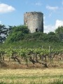 Ruine dans les vignes du Bergerac