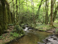 Ruisseau de Brauze