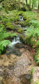Ruisseau de la Truite