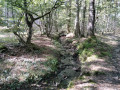 Les arbres étranges de la forêt de Senonches