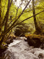 Ruisseau en cascade