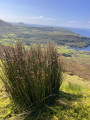 Rushes along the route