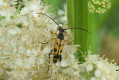 Rutpela maculata