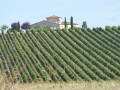 sa vigne