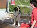 Saint Bernard at the kennels