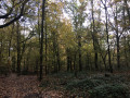 Saint Eloi