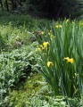 Iris Iris