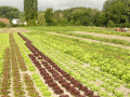 Salades