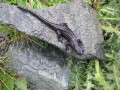 Salamandre de Lanza Salamandre de Lanza
