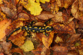 Salamandre tachetée