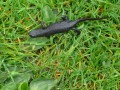 Salamandre
