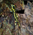 Salamandre