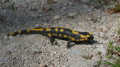 Salamandre