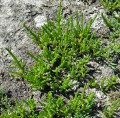 Salicorne